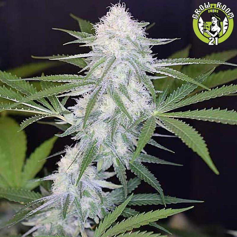 Bild von Super Silver Haze Auto