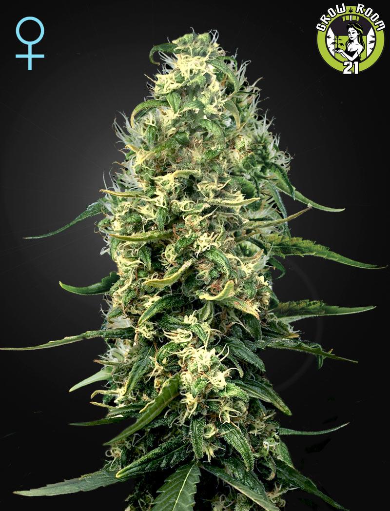 Bild von Super Silver Haze CBD