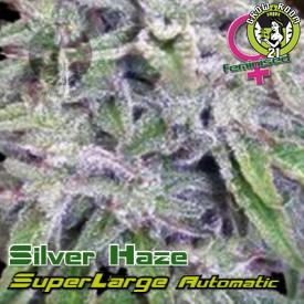 Bild von Superlarge Silver Haze Autoflowering