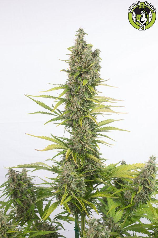 Bild von Amnesia Auto CBD