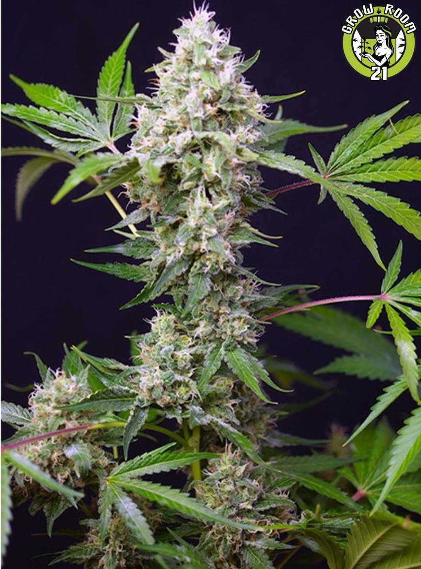 Bild von Amnesia Haze Auto