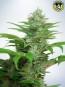 Bild von Auto CBD Star