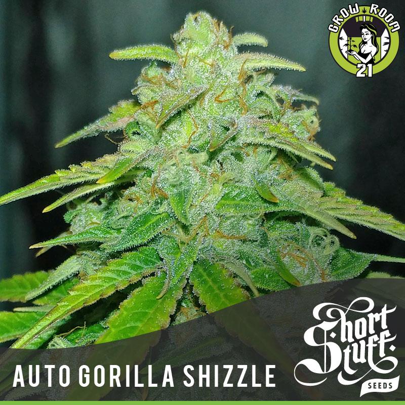 Bild von Auto Gorilla Shizzle