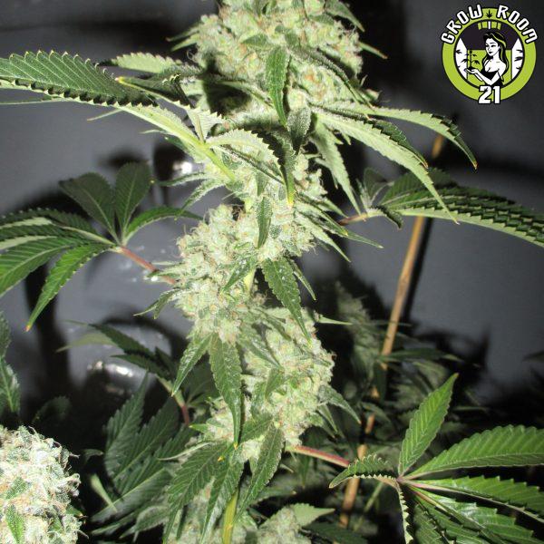 Bild von Black Bear Kush