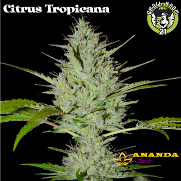 Bild von Citrus Tropicana