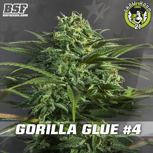 Bild von Gorilla Glue 4