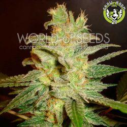 Bild von Northern Lights X Big Bud Early Harvest