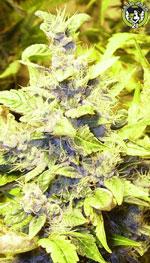 Bild von Himalaya Blue Diesel