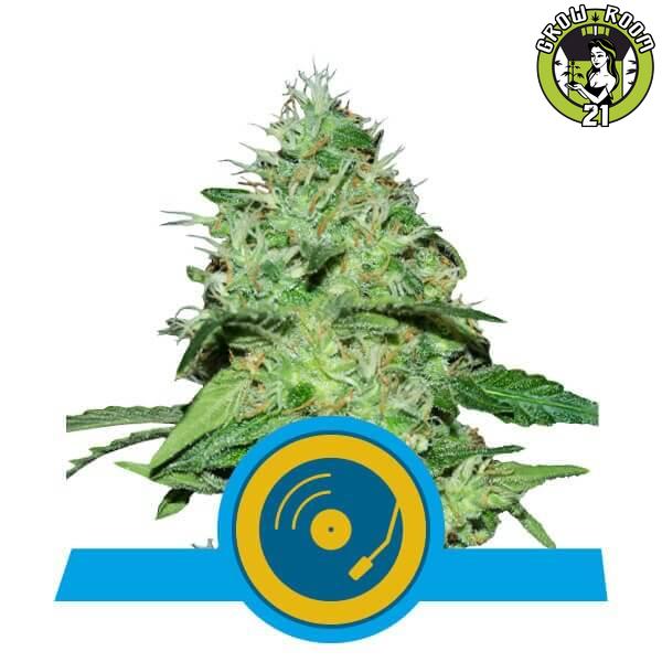 Bild von Seeds Joannes CBD