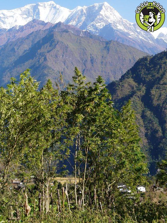 Bild von Nepalese White Mountain