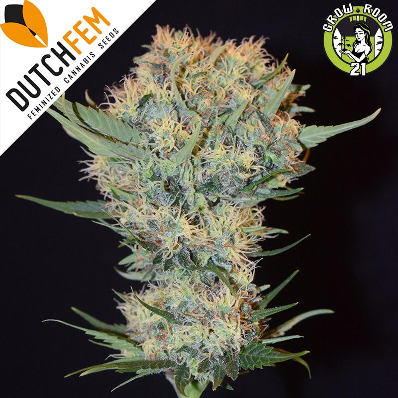 Bild von Orange Haze