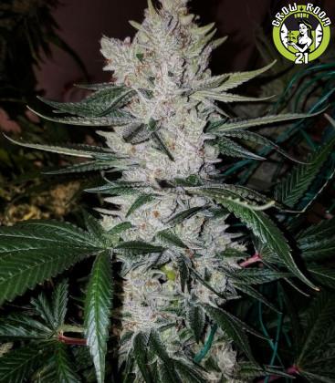 Bild von Original Gorilla Glue 4