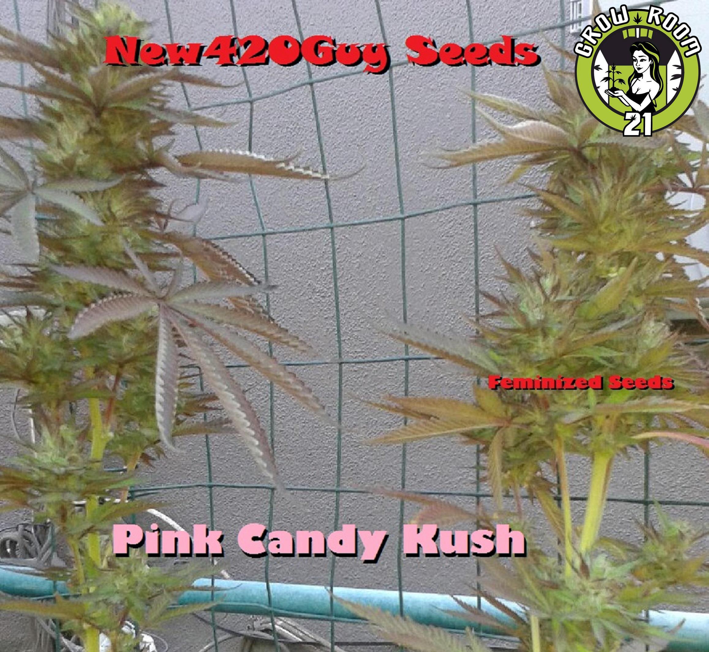 Bild von Pink Candy Kush