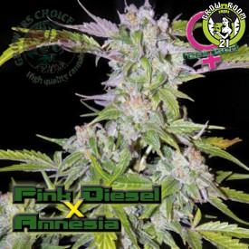 Bild von Pink Diesel Amnesia Autoflowering