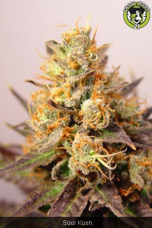 Bild von Sour Kush