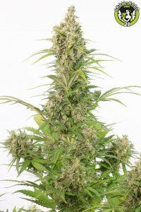 Bild von White Widow Auto CBD