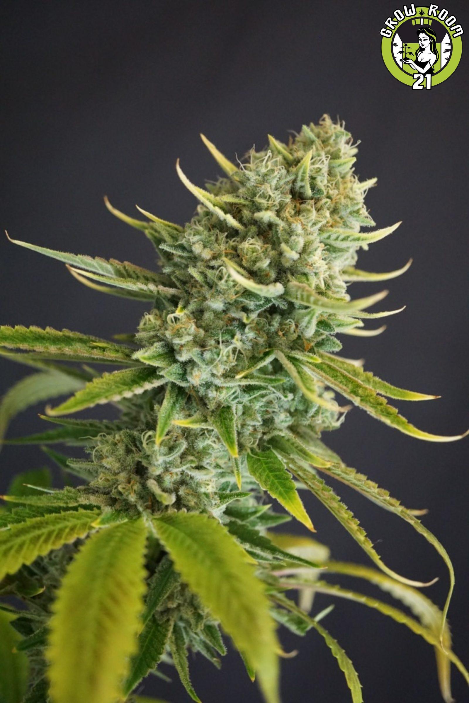 Bild von Clementine Kush 1 BX