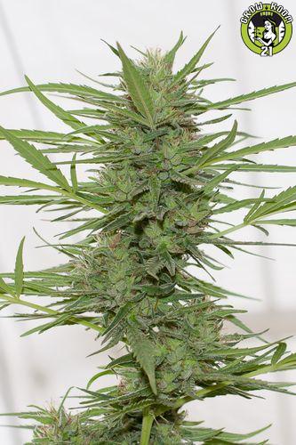 Bild von Dedoverde Haze Autoflowering