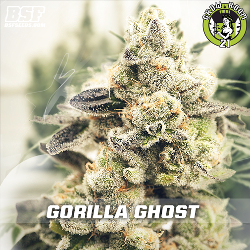 Bild von Gorilla Ghost