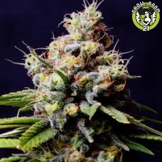 Bild von Purple Berry Kush