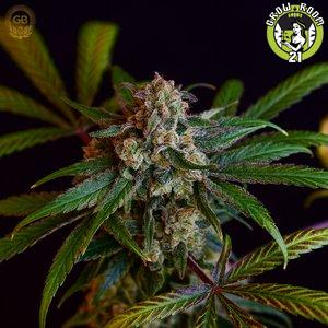 Bild von Tenzin Kush 4 x Illusion OG