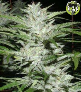 Bild von Snowfire Isis Kush