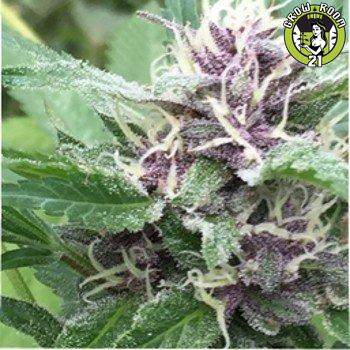 Bild von Royal Purple Kush Auto