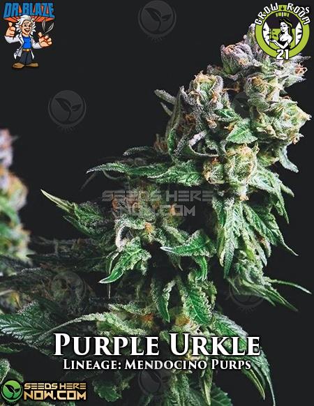 Bild von Purple Urkle