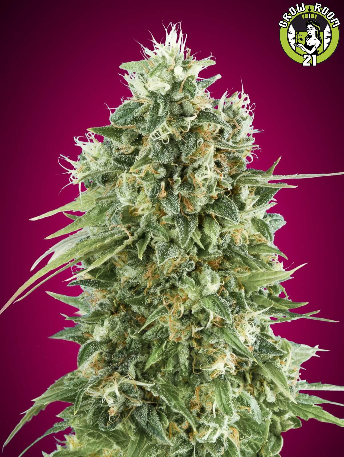 Bild von Bubble Gum CBD