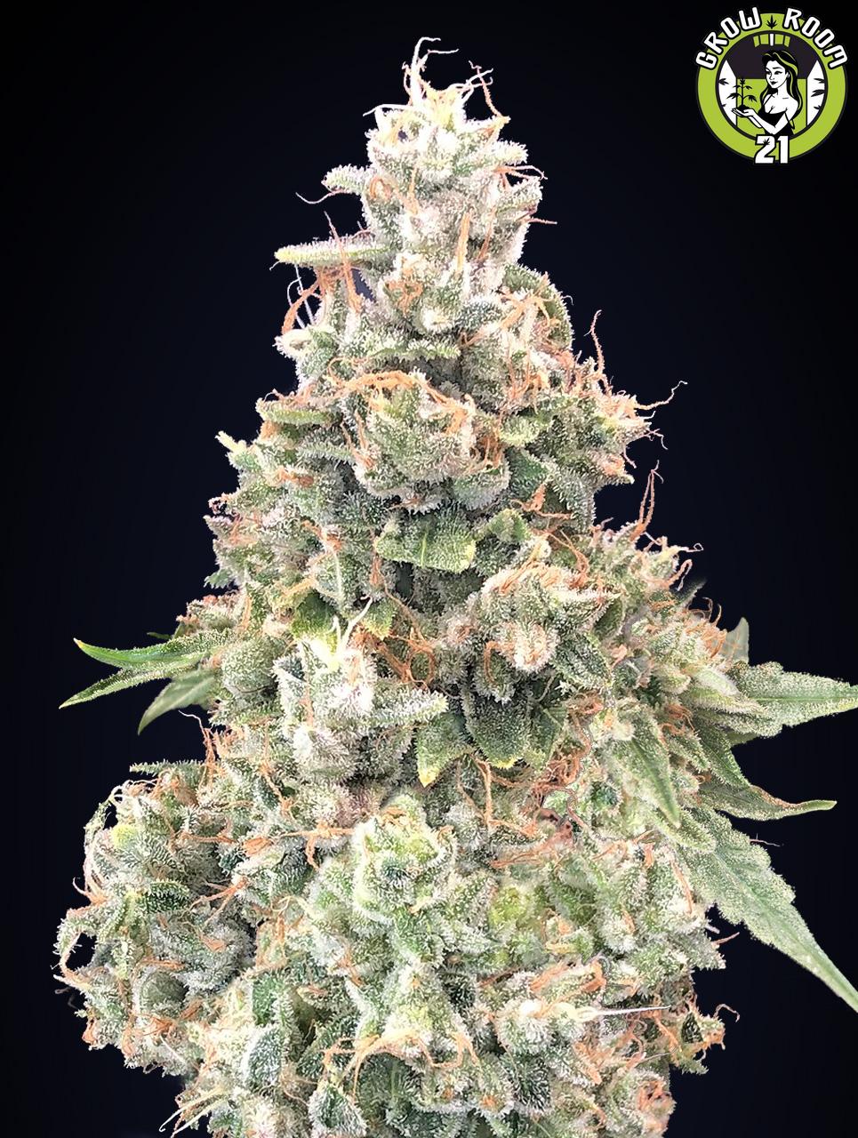 Bild von California Kush Fast