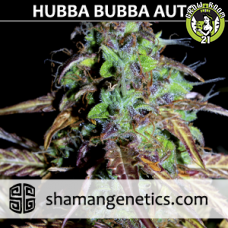 Bild von Hubba Bubba Auto