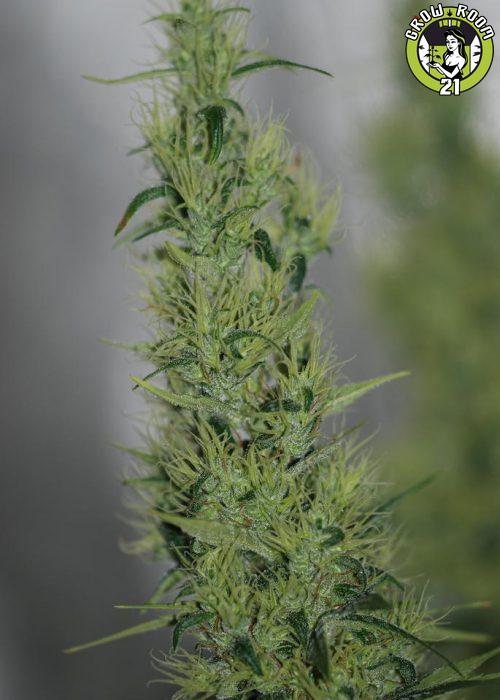 Bild von Nevilles Haze x Sour Bubble