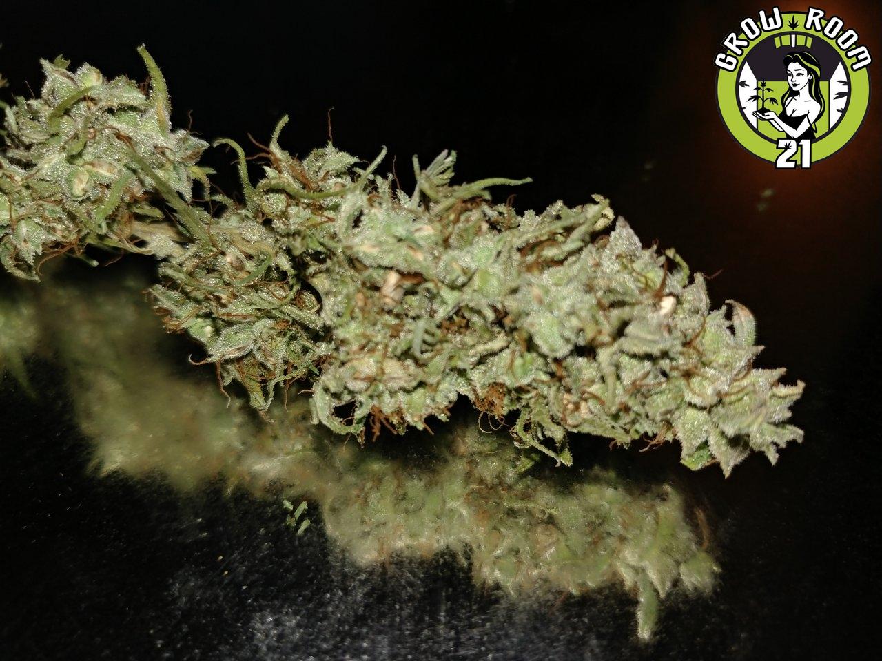 Bild von RCG 79 Xmas Bud