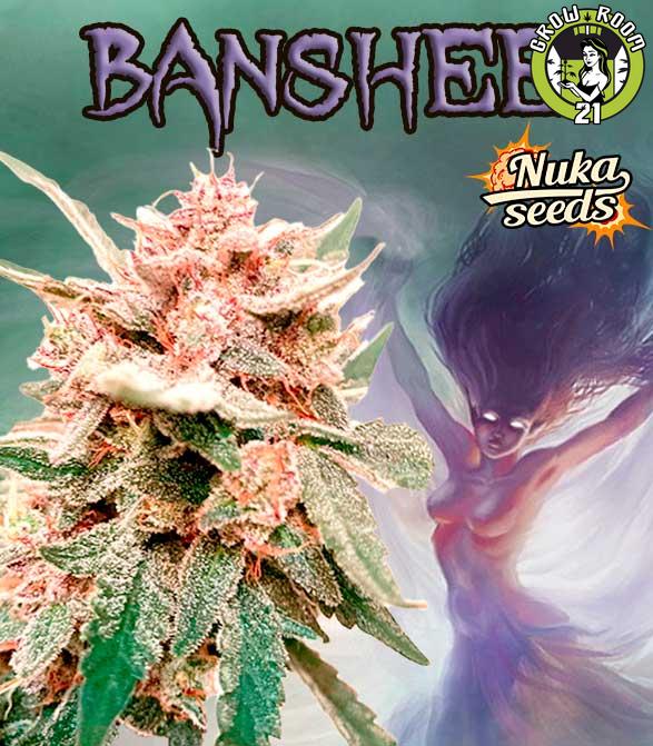 Bild von Banshee