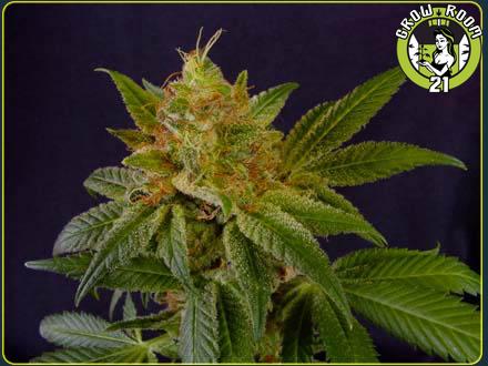 Bild von G13 Haze White Light