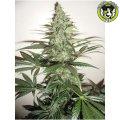 Bild von Super Auto Lemon Haze