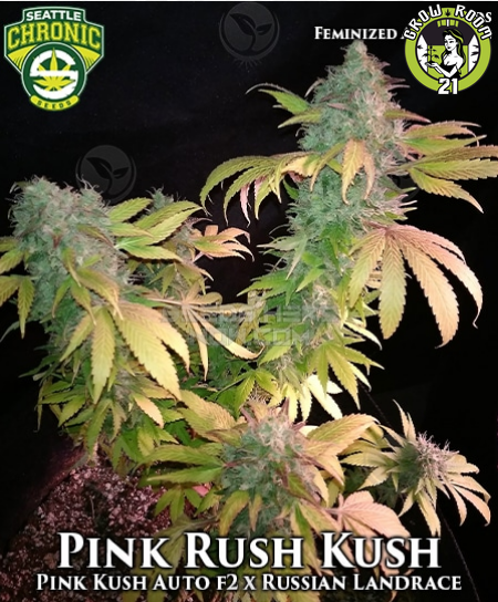 Bild von Pink Rush Kush 1:1