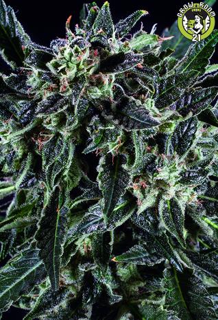 Bild von Amnesia Haze x SCBDx