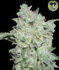 Bild von Afgan Kush Special