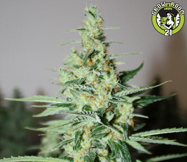 Bild von Tangerine Trainwreck Haze