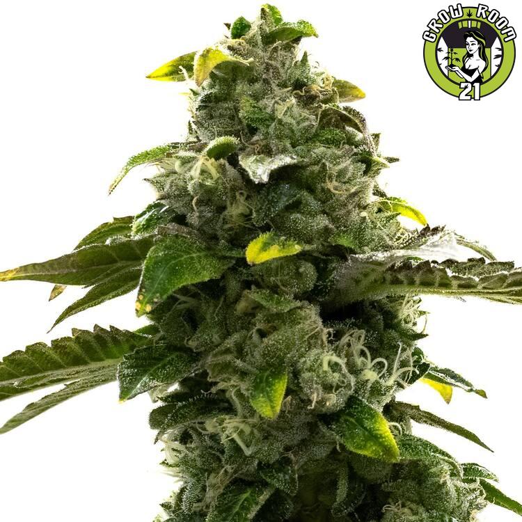 Bild von CBD Black Diesel