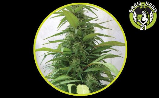 Bild von CBD White Widow