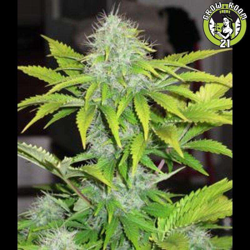 Bild von CBD White Widow Auto