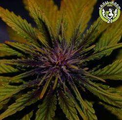 Bild von Dark Rose Auto CBD