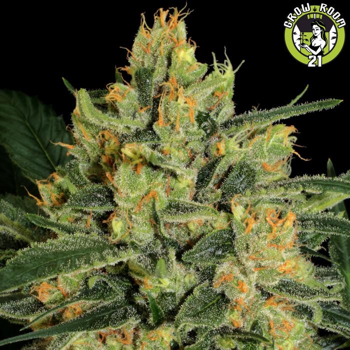 Bild von Durga Mata II CBD