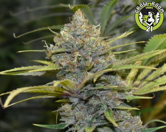 Bild von Fresh Kush CBD