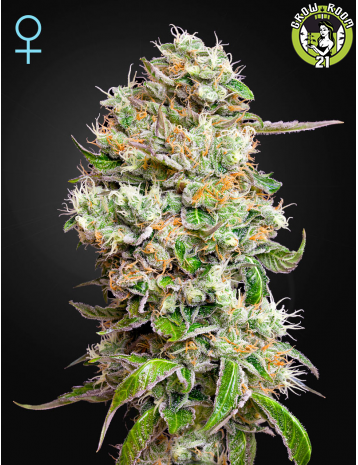 Bild von Kings Kush Autoflowering CBD