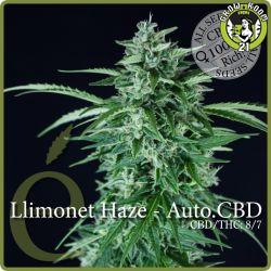 Bild von Llimonet Haze Auto CBD