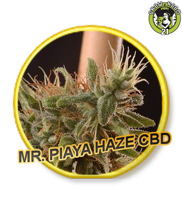 Bild von Piaya Haze CBD