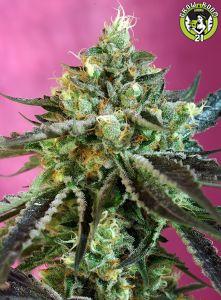 Bild von Sweet Nurse Auto CBD